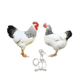 Eigen merk Sussex  (informeer naar voorraad)