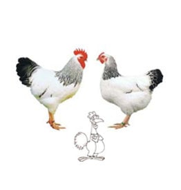 Eigen merk Sussex verkrijgbaar via bestelling