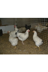 Eigen merk Sussex Eigen merk Sussex