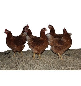Eigen merk Bruine Legkip  (weer verkrijgbaar vanaf maart))