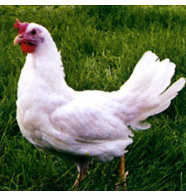 Eigen merk Witte Leghorn beschikbaar via bestelling