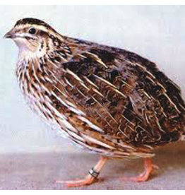 Eigen merk Kwartels  (vanaf April leverbaar)