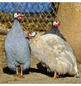 Eigen merk Parelhoenders ( op bestelling leverbaar vanaf april )