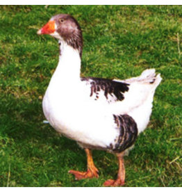 Eigen merk Pommergans  (Op bestelling leverbaar vanaf April)  )