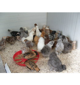 Eigen merk Verschillende soorten krielkippen beschikbaar via bestelling