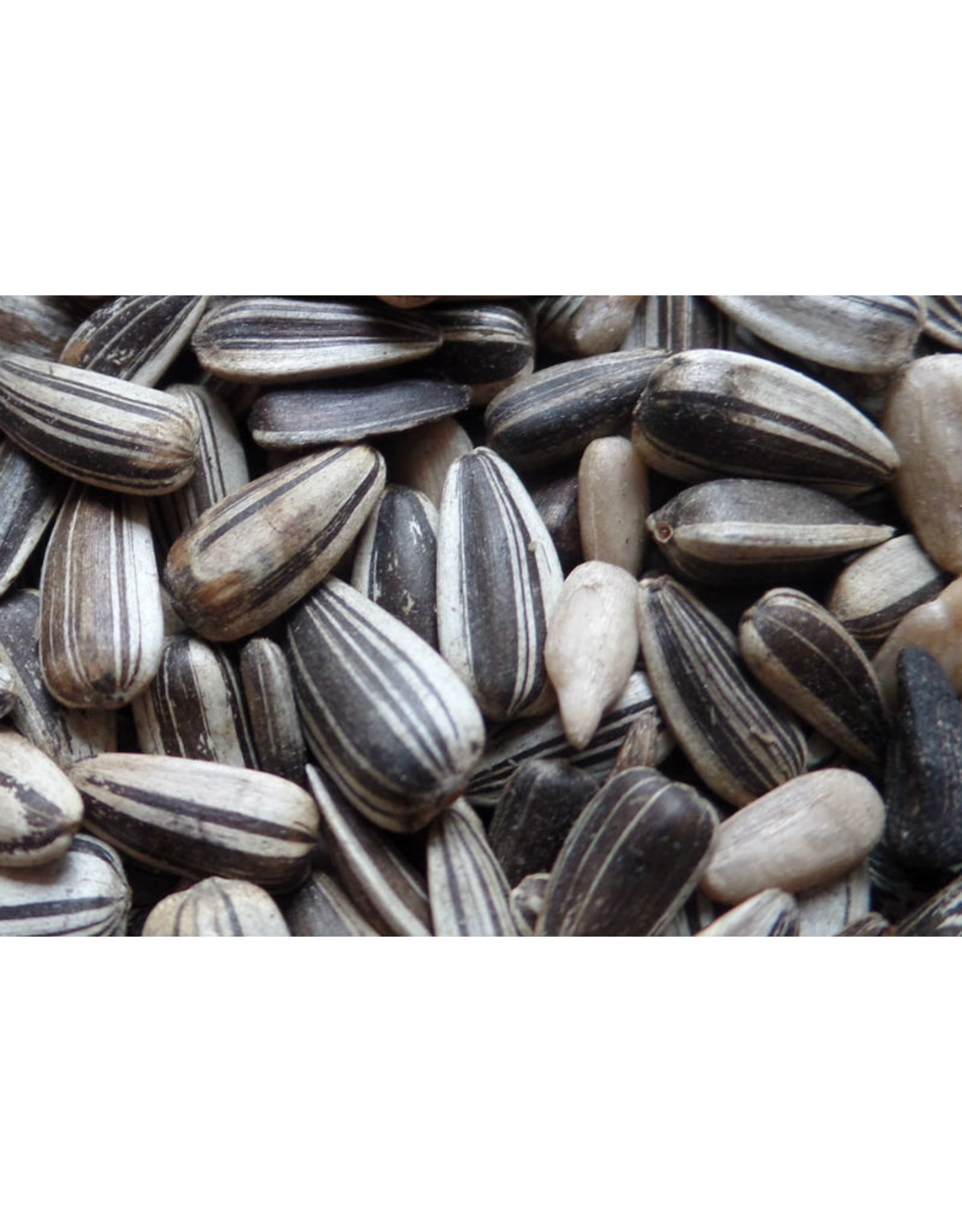 Losse zaden Zonnebloempitten Gestreept - 12,5 KG