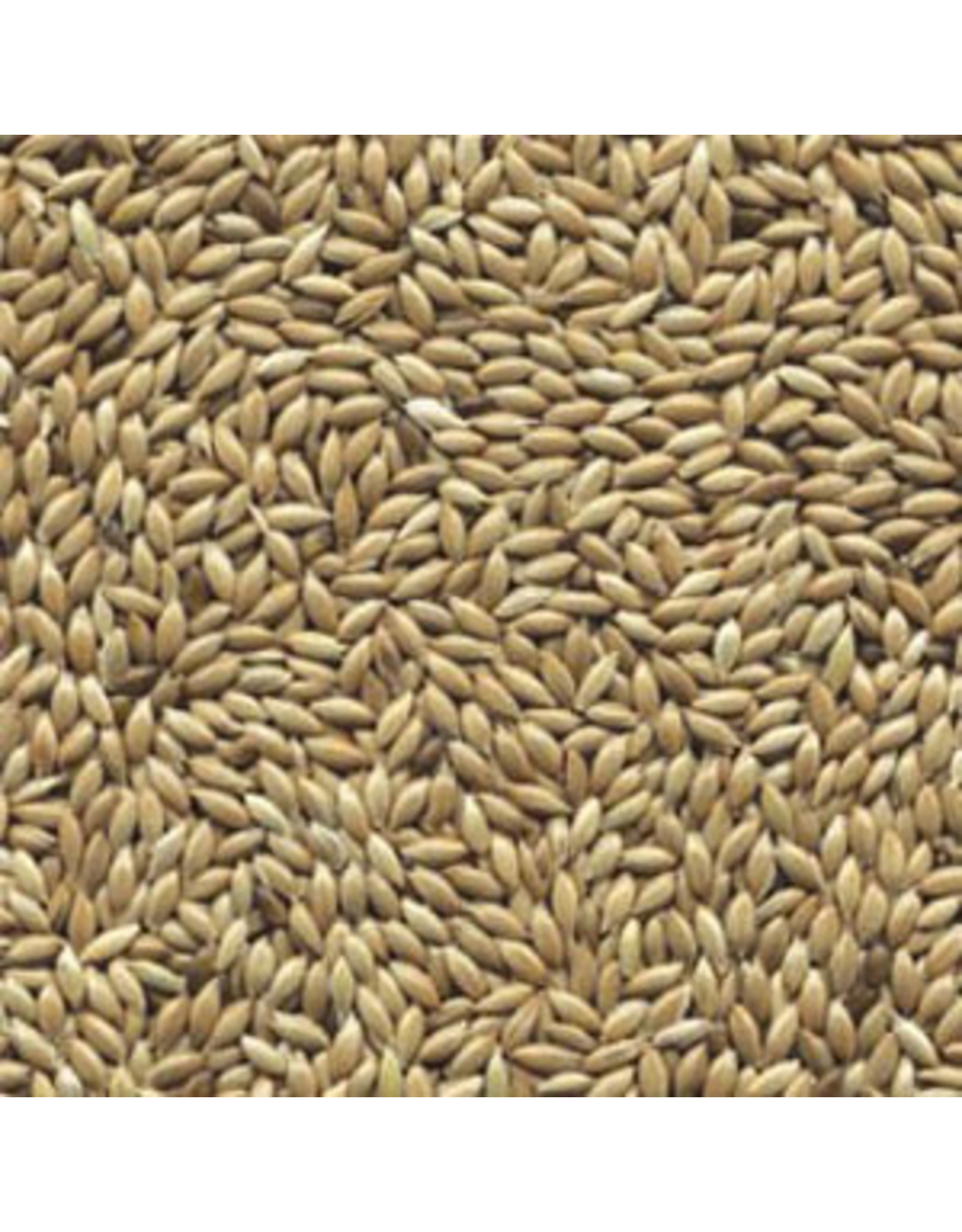 Losse zaden Kanariezaad Spitszaad - 1 KG