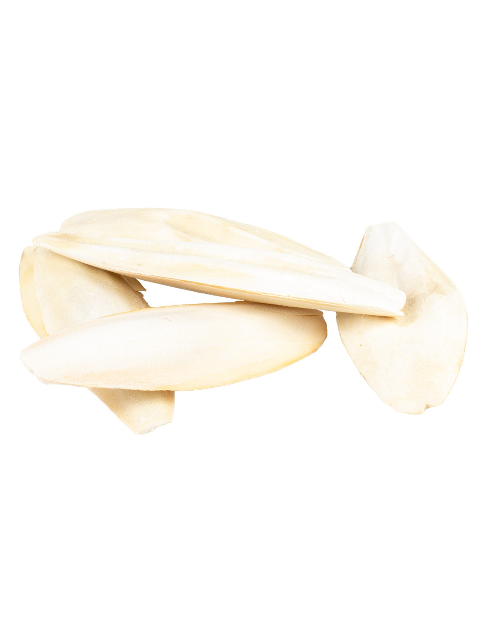 Overige Sepia Vogelschelp groot - 100 Gram