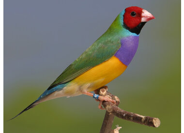 Tropische Vogels