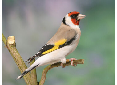 Europese Vogels /wildzang