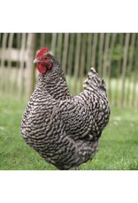 Eigen merk Hollandse Blauwe