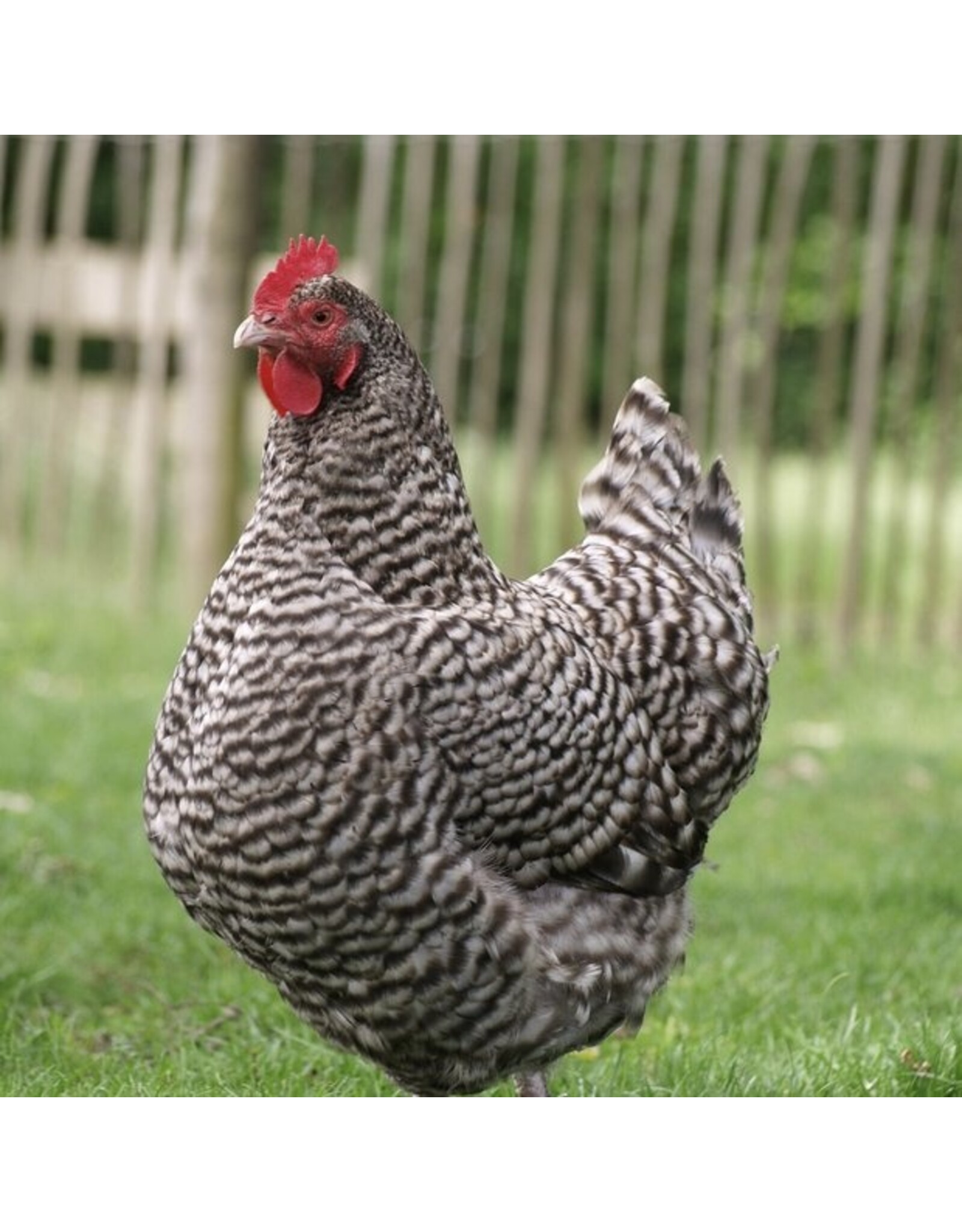 Eigen merk Hollandse Blauwe