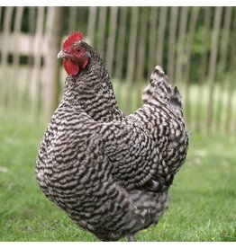 Eigen merk Hollandse Blauwe Beschikbaar via bestelling