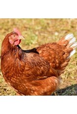 Eigen merk Bruine Legkip hybride