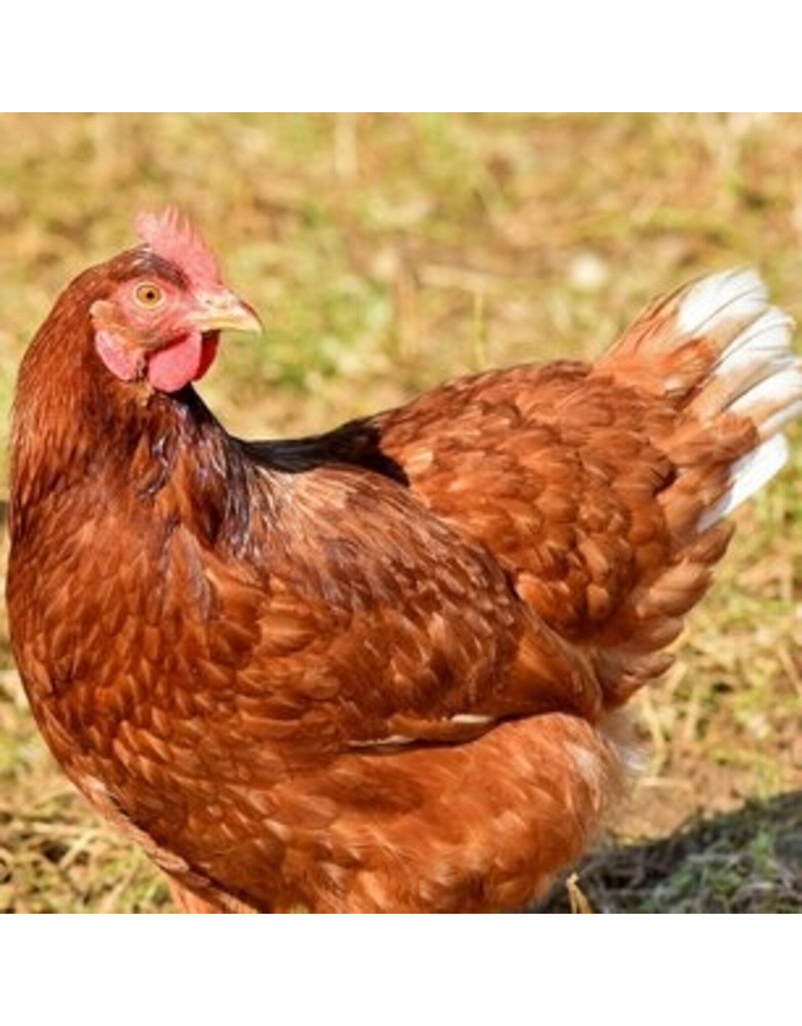 Eigen merk Bruine Legkip hybride
