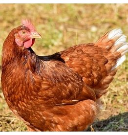 Eigen merk Bruine Legkip verkrijgbaar via bestelling