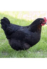 Eigen merk Zwarte Legkip hybride