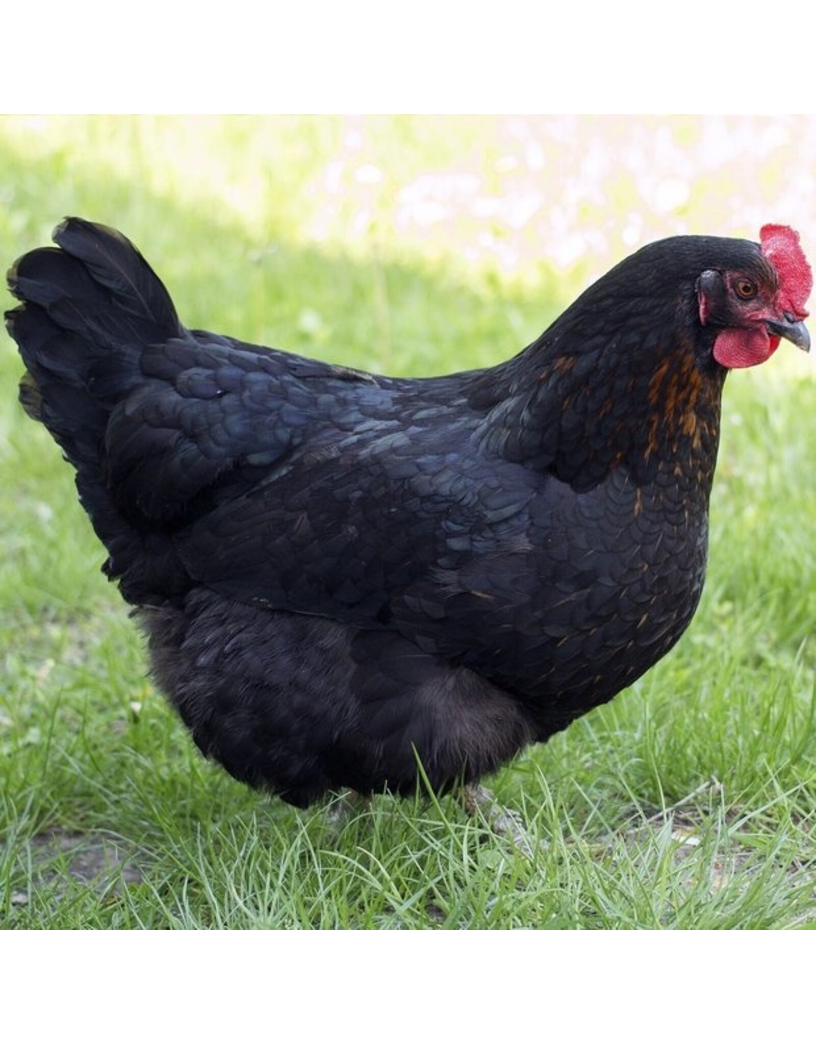 Eigen merk Zwarte Legkip hybride