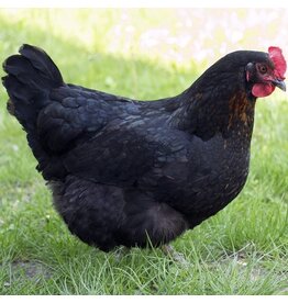 Eigen merk Zwarte Legkip verkrijgbaar via bestelling