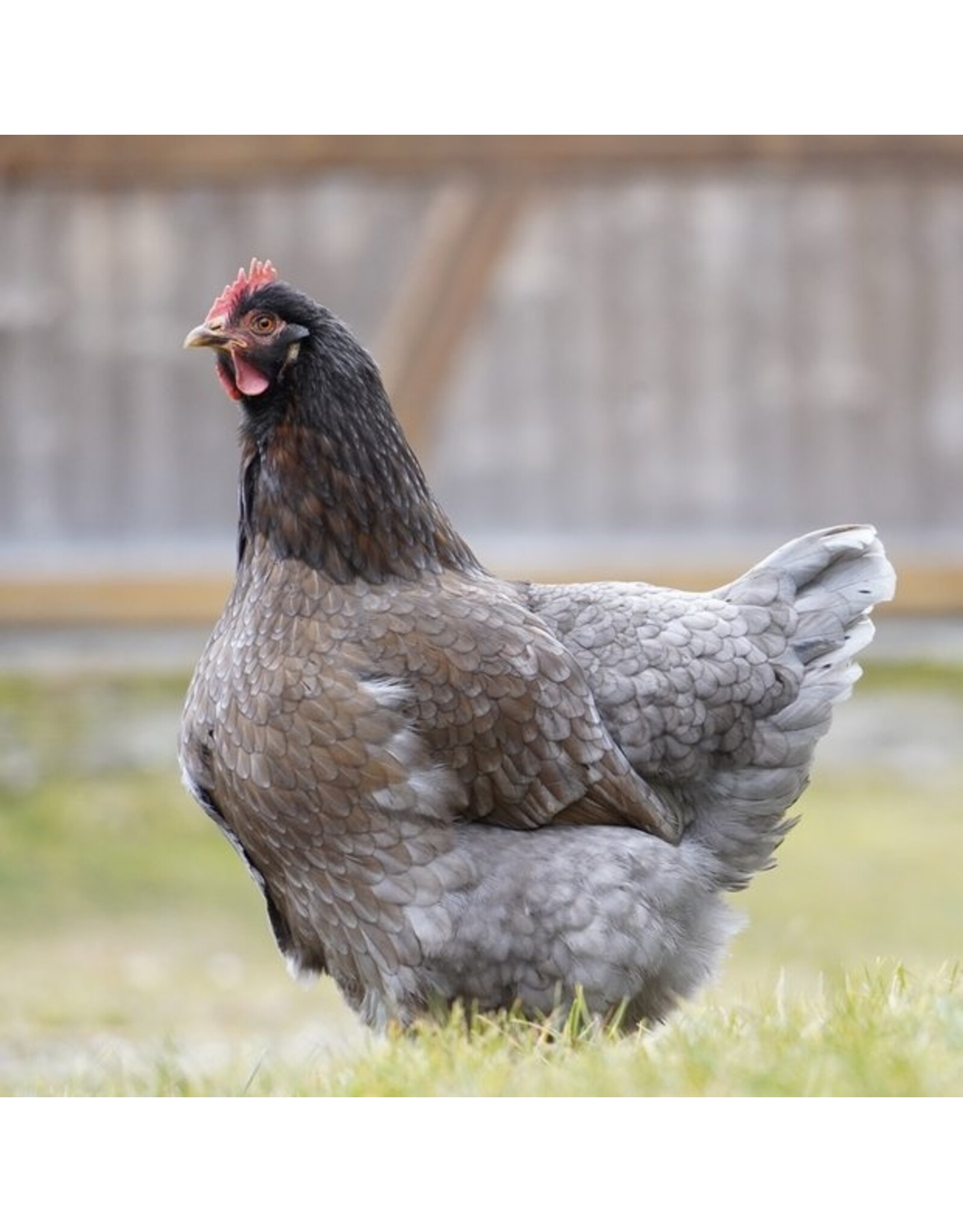 Eigen merk Koningsberger/ Bleu de Lande