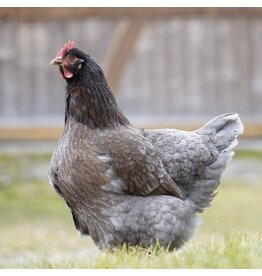 Eigen merk Koningsberger beschikbaar via bestelling