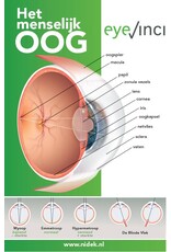 EyeVinci EyeVinci poster anatomie van het oog