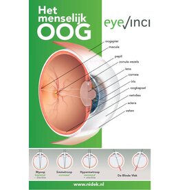 EyeVinci EyeVinci poster anatomie van het oog