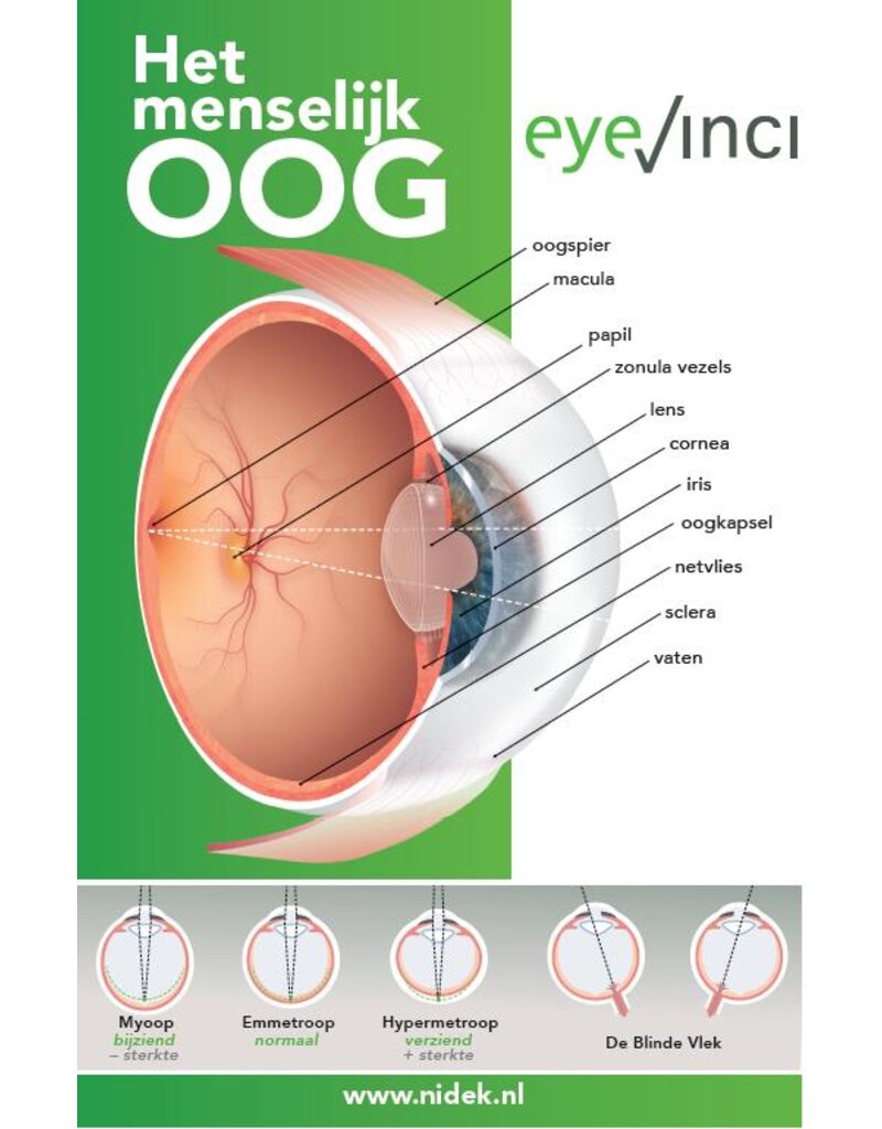 EyeVinci EyeVinci poster anatomie van het oog