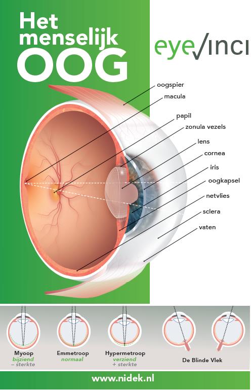 EyeVinci EyeVinci poster anatomie van het oog