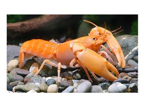 Bubba's Crayfish