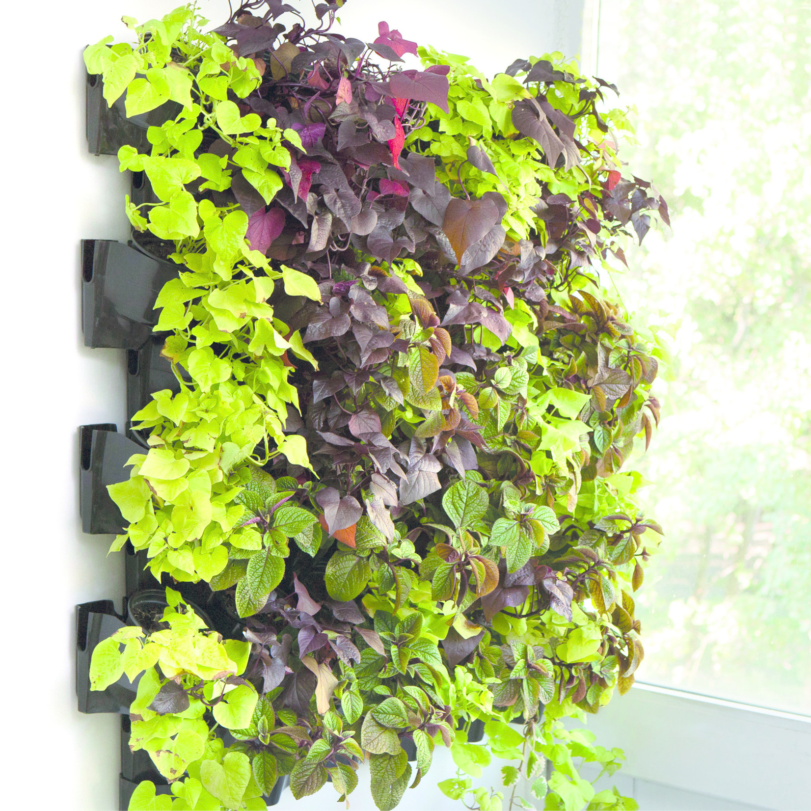 AquaEl VERSA GARDEN GREEN WALL (12 pots uniquement)