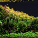 Plantes & Aquascaping