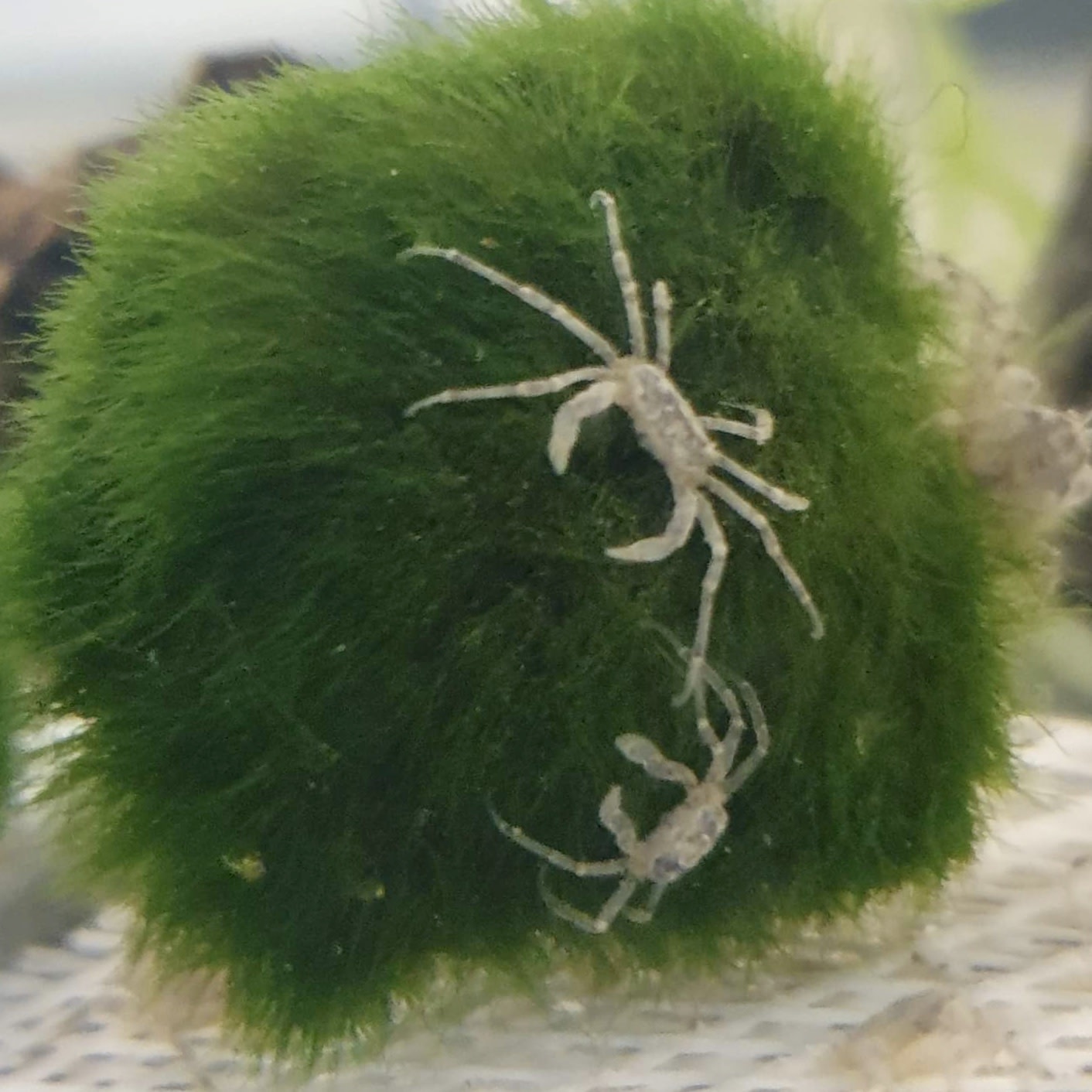 Micro-crabe - Limnopilos naiyanetri