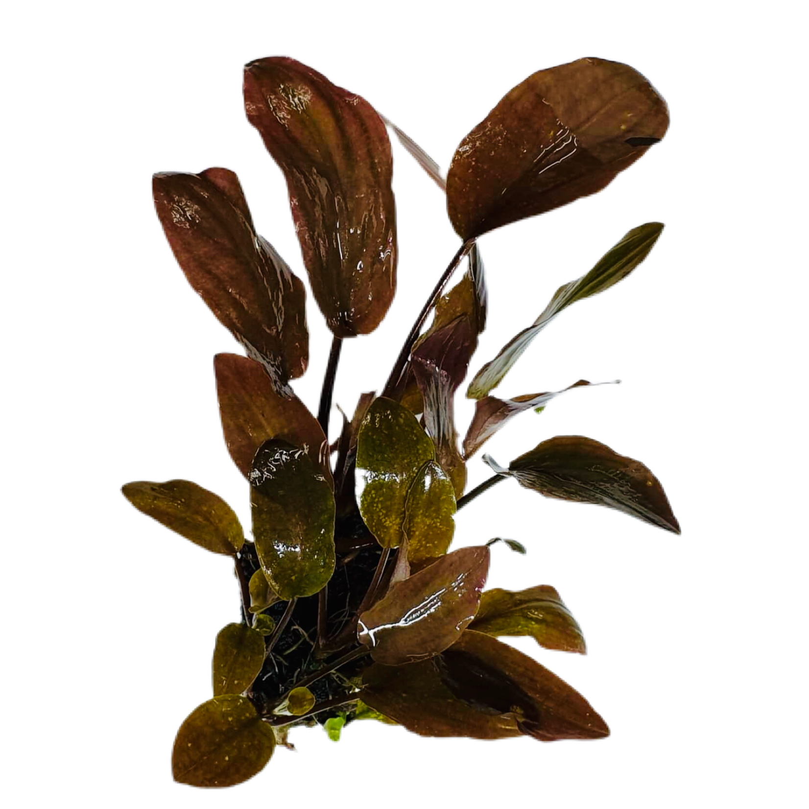 Bubba's Plants Lagenandra meeboldi - red