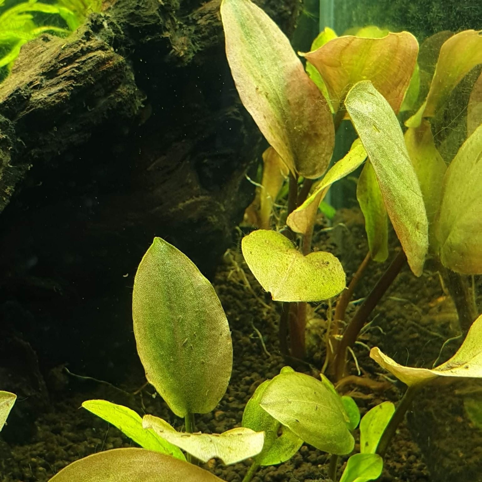 Bubba's Plants Lagenandra meeboldi - rouge