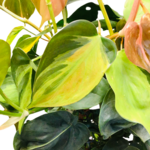 NLS Pothos - Scandens Brasil