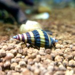 Escargots Assassin snails