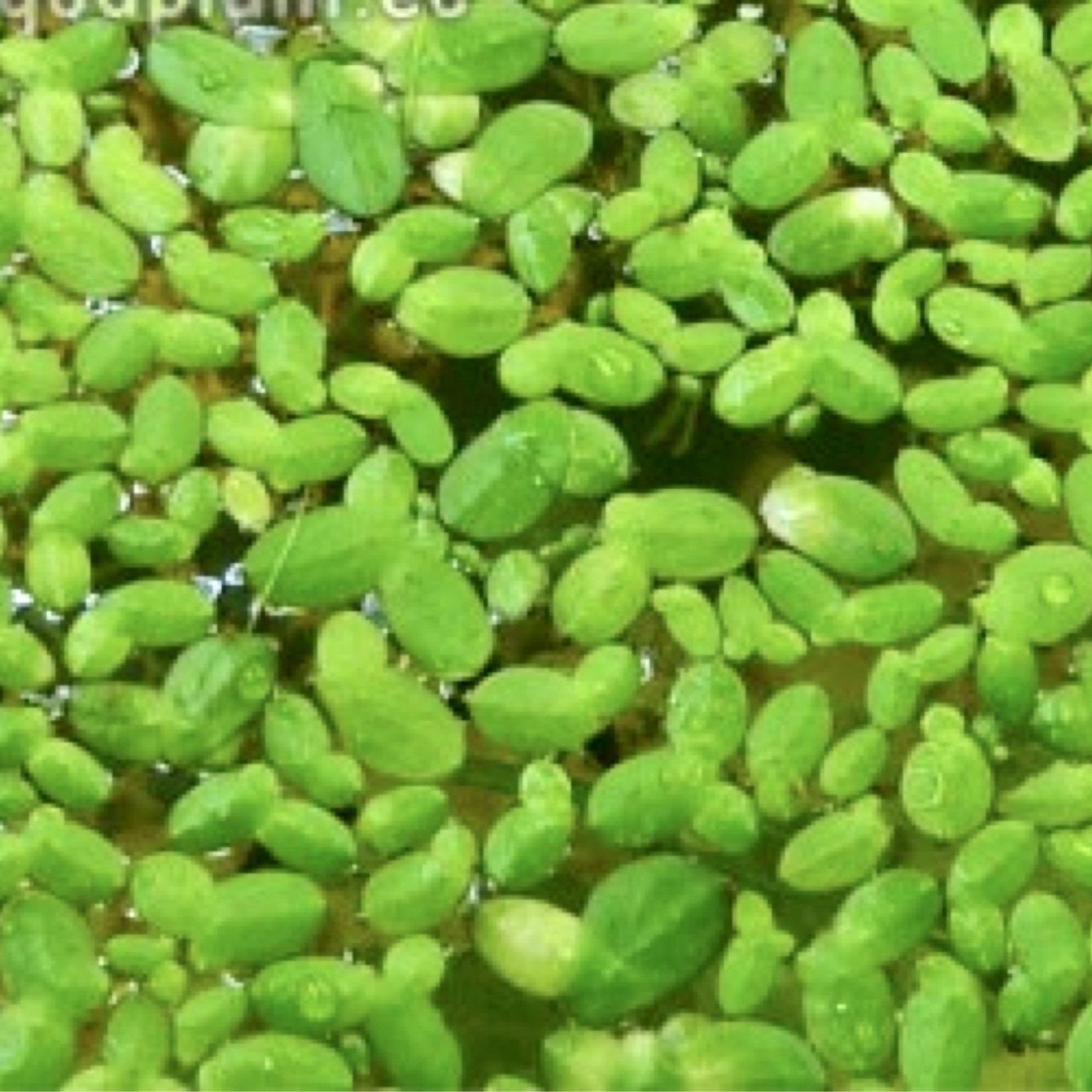 Lentille d'eau avec anneau d'alimentation Plante flottante Portail