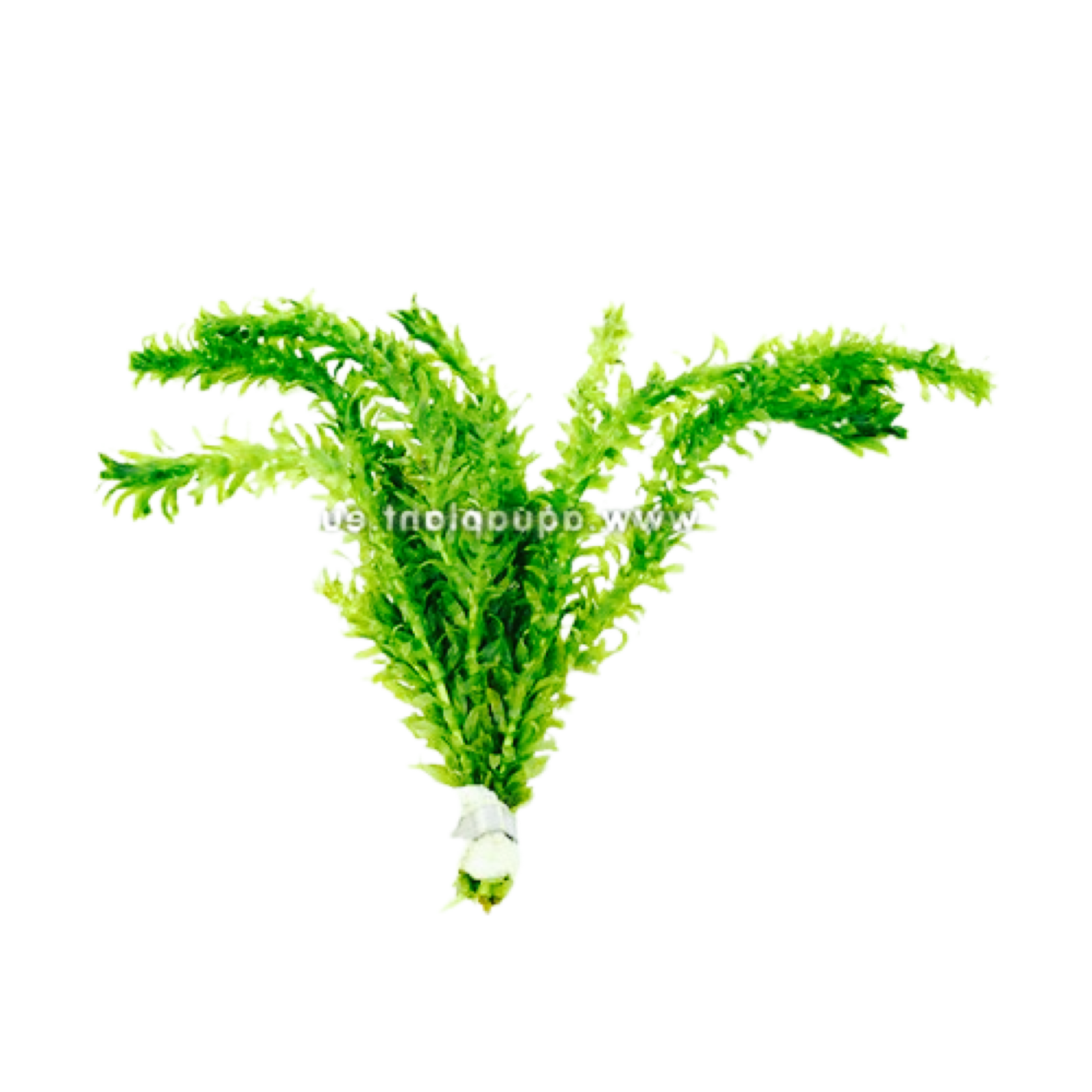 Bubba's Plants Egeria densa (Elodea densa) (strip)