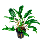 Bubba's Plants Cryptocoryne species vert