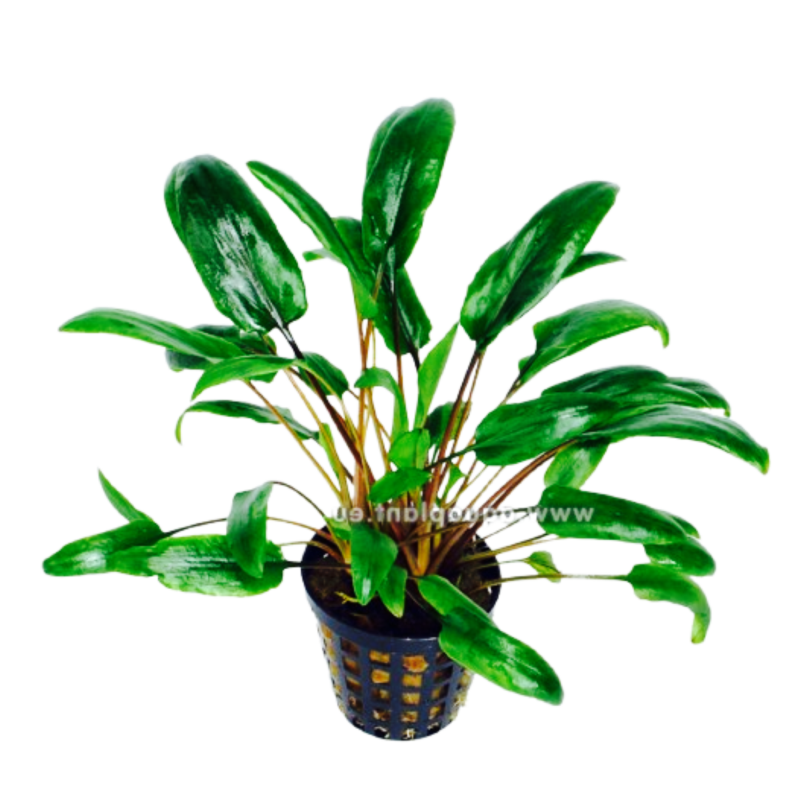 Bubba's Plants Cryptocoryne species vert