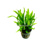 Bubba's Plants Microsorum Mini