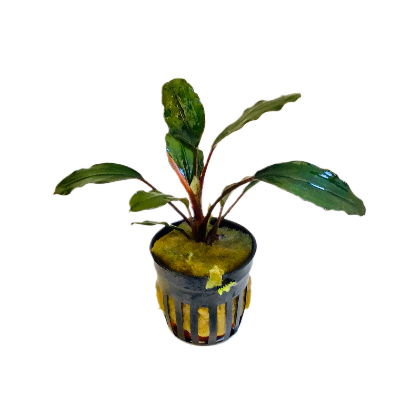 Bubba's Plants Bucephalandra groen breed blad