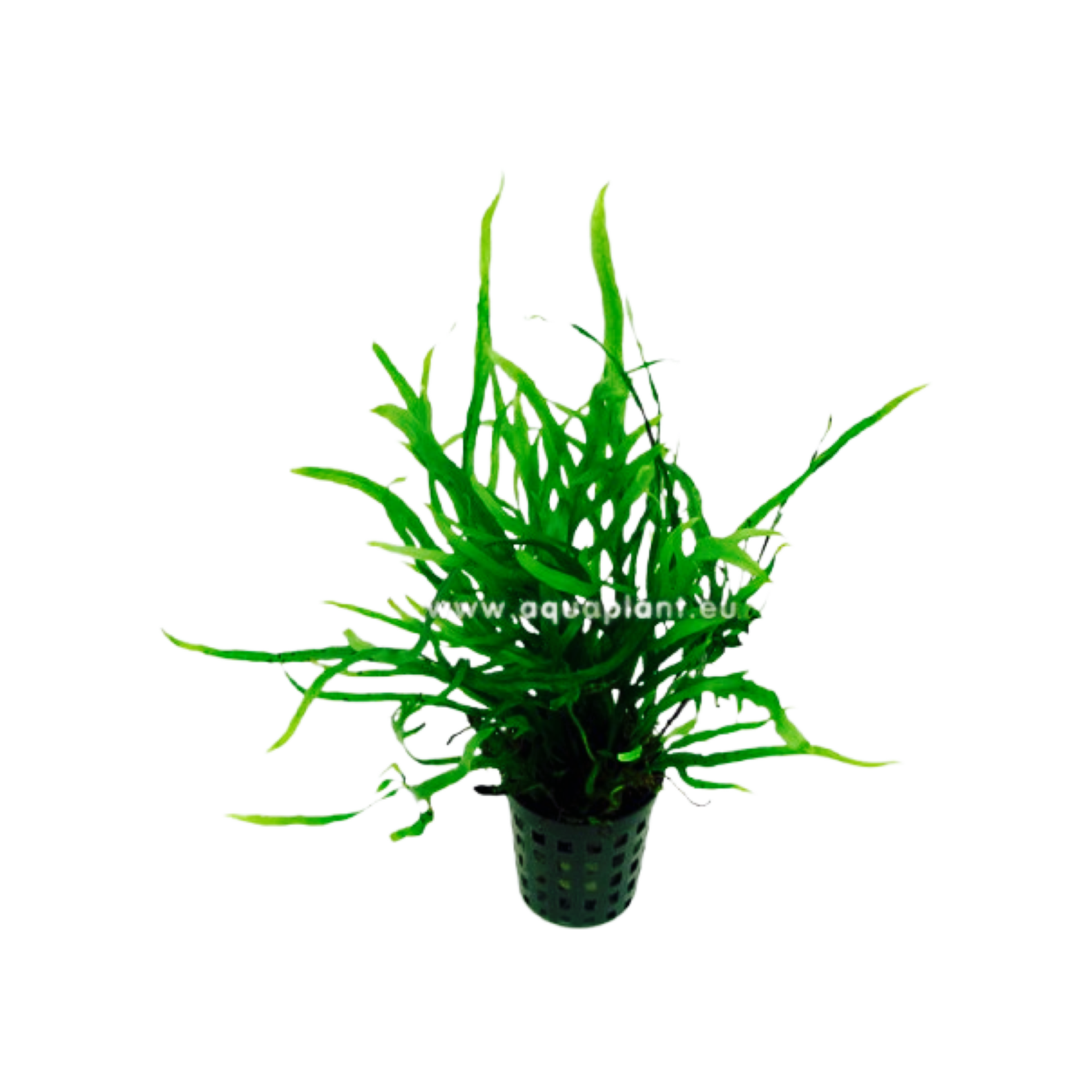 Bubba's Plants Microsorum Trident