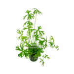 Bubba's Plants Ranunculus inundatus
