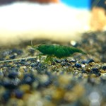 Bubba's Shrimps Green Jade