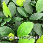 Bubba's Plants Anubias congensis round Pied mère