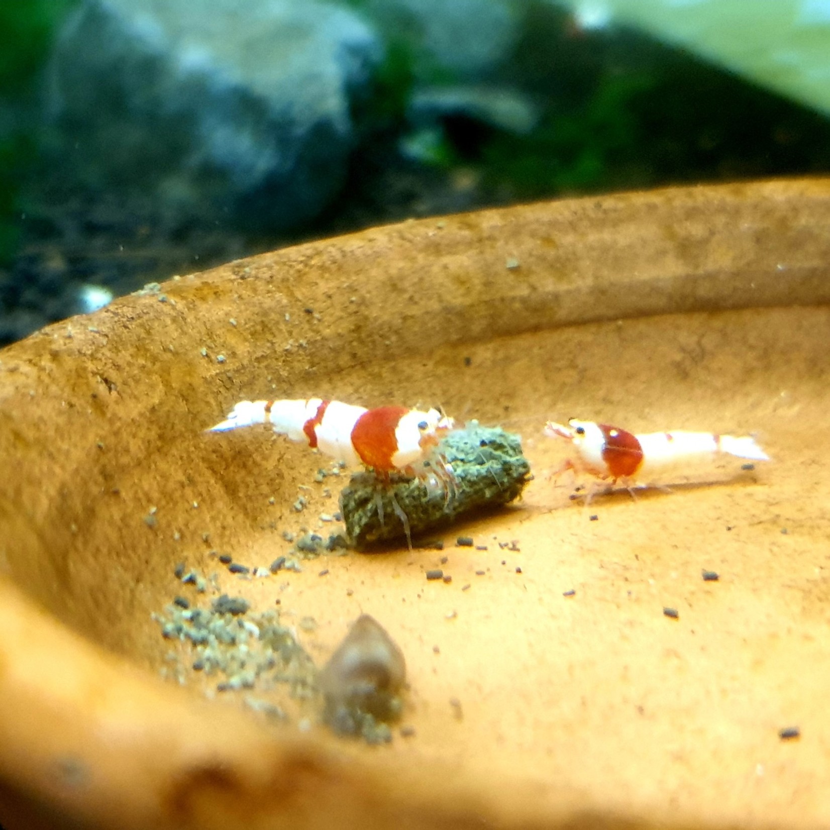 Bubba's Shrimps Caridina Shrimp - Crystal Red S-SS