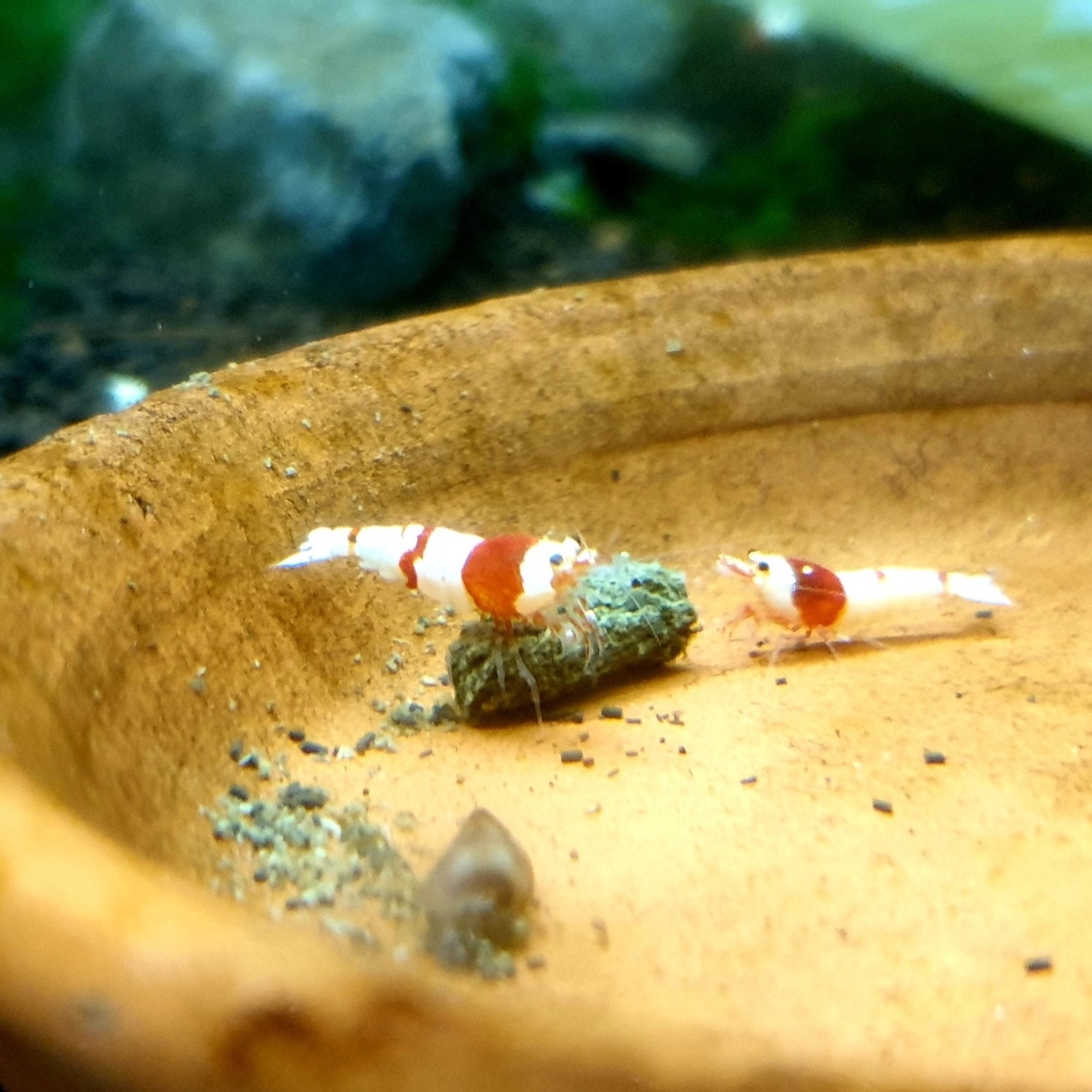Bubba's Shrimps Crevette caridina - Crystal Red S-SS