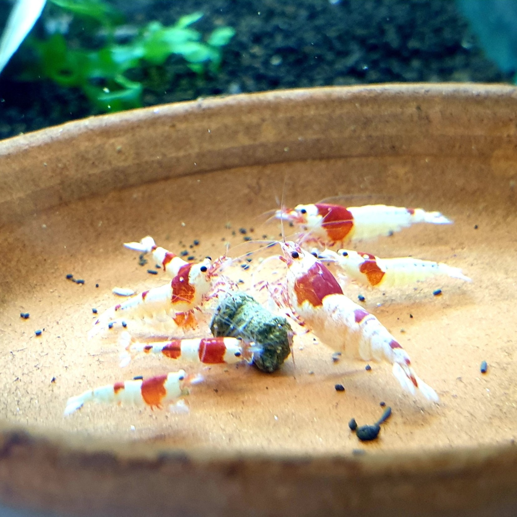 Bubba's Shrimps Caridina Shrimp - Crystal Red S-SS